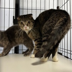 マンチカン　足長