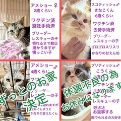 ご参加ありがとうございました！team ねこまんま 5月譲渡会＆...