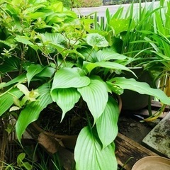 生活雑貨 家庭用品 ガーデニング