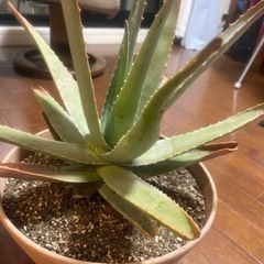アロエベラの画像