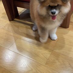 子犬秋田犬 - 岡崎市