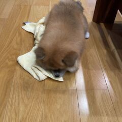 子犬秋田犬 - 犬