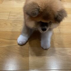 子犬秋田犬 − 愛知県