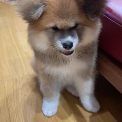 子犬秋田犬 - 里親募集