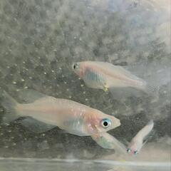 決まりました！凛華紅白　白勝ち　1ペアの画像