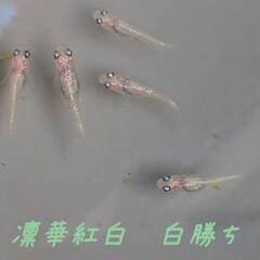 決まりました！凛華紅白　白勝ち　1ペア