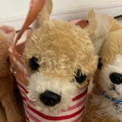 わんにゃんセット