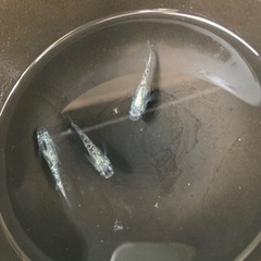 メダカ