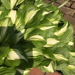 ホスタ（ギボウシ）  苗 3苗程度の画像