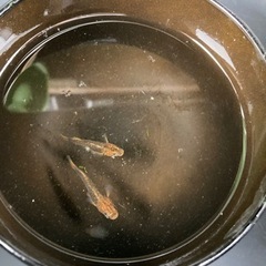 乙羽メダカ