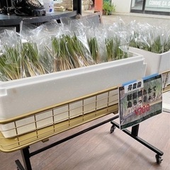 島らっきょう