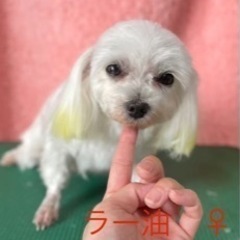 里親さん決まりました☺️