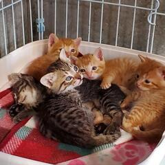 【施設収容中】親子持ち込み子猫兄妹の家族を募集中（終生室内飼育、...