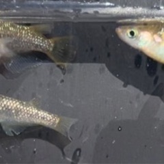 琥珀ラメメダカの卵、針子