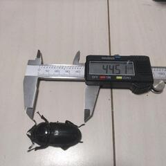 オオカワガタ　60up ペア　☆ケース付き☆の画像