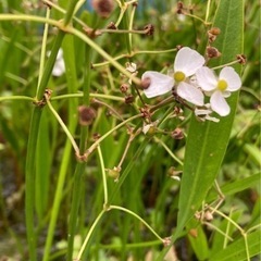 メダカが喜ぶ水草　ナガバオモダカ