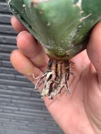 アガベ白鯨　台湾株