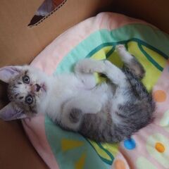 可愛い仔猫ちゃん