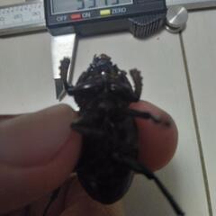 ニジイロクワガタ　紫紺　オス１メス２の画像