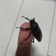 ニジイロクワガタ　紫紺　オス１メス２の画像