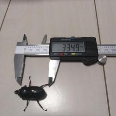 ニジイロクワガタ　紫紺　オス１メス２の画像