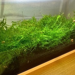 ウィローモスとラムズの画像