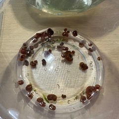 ウィローモスとラムズの画像