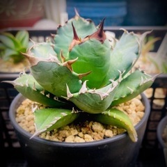 ♡お値下げ♡アガベ チタノタ 姫厳竜 / Agave titan...