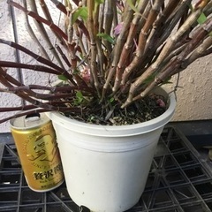 セッコク　赤③の画像