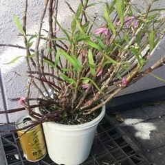 セッコク　赤③の画像