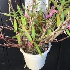 セッコク　赤③の画像