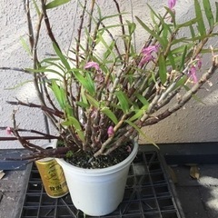 セッコク　赤③