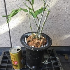 セッコク　黄