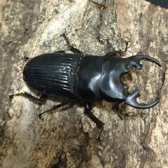 「値下げ」プラティオドンネブトクワガタ 成虫ペア