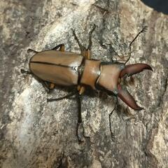アラガールホソアカクワガタ 成虫ペア