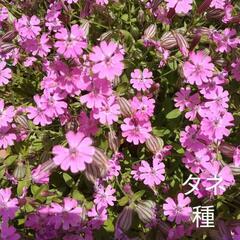 袋ナデシコ　シレネピンクフェアリーの種　100粒以上　秋まきタネ