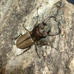 パハンホソアカクワガタ 成虫ペア