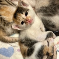 4/28生　三毛猫ちゃん。一時募集停止中