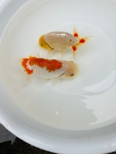 らんちゅう2匹セット