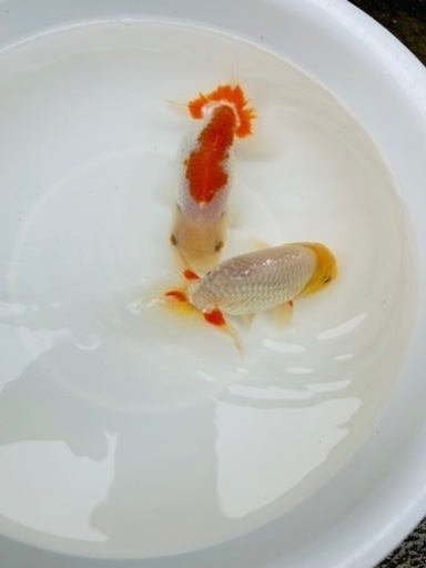 らんちゅう2匹セット