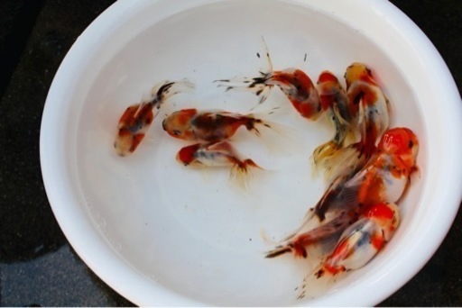 東錦当歳10匹セット