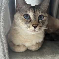ブルーアイの女の子😻別日個別面会可能