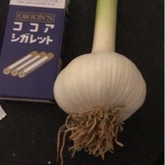 ニンニク　収穫イベント　お土産つき！　500円