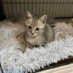 サバトラ