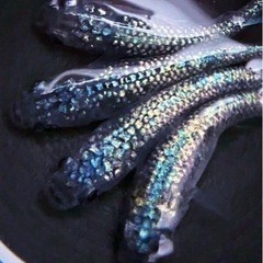 期間限定！極上ネプチューン卵30個➕α