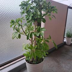 カポック　観葉植物　鉢植え　ガーデニング