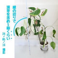 ■モンステラと月下美人（2の1）
