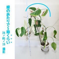 ■モンステラと月下美人（2の2）