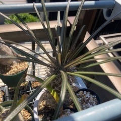 パキポディウム　ゲアイー　塊根植物　多肉植物　観葉植物　観葉植物...