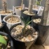 ランキングキーワードに紐づく投稿画像-観葉植物